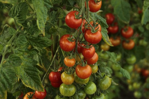 Waltingers cocktailtomate alte - cocktailtomate,